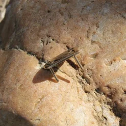 Viking Gurtzunge Birka -Mittelalter Mode Geschaft viking gurtzunge birka 3